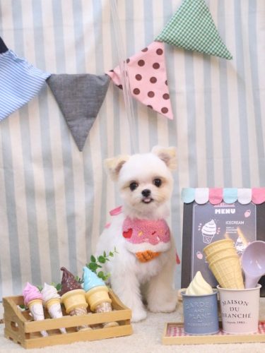 20250517ぷぷちゃん